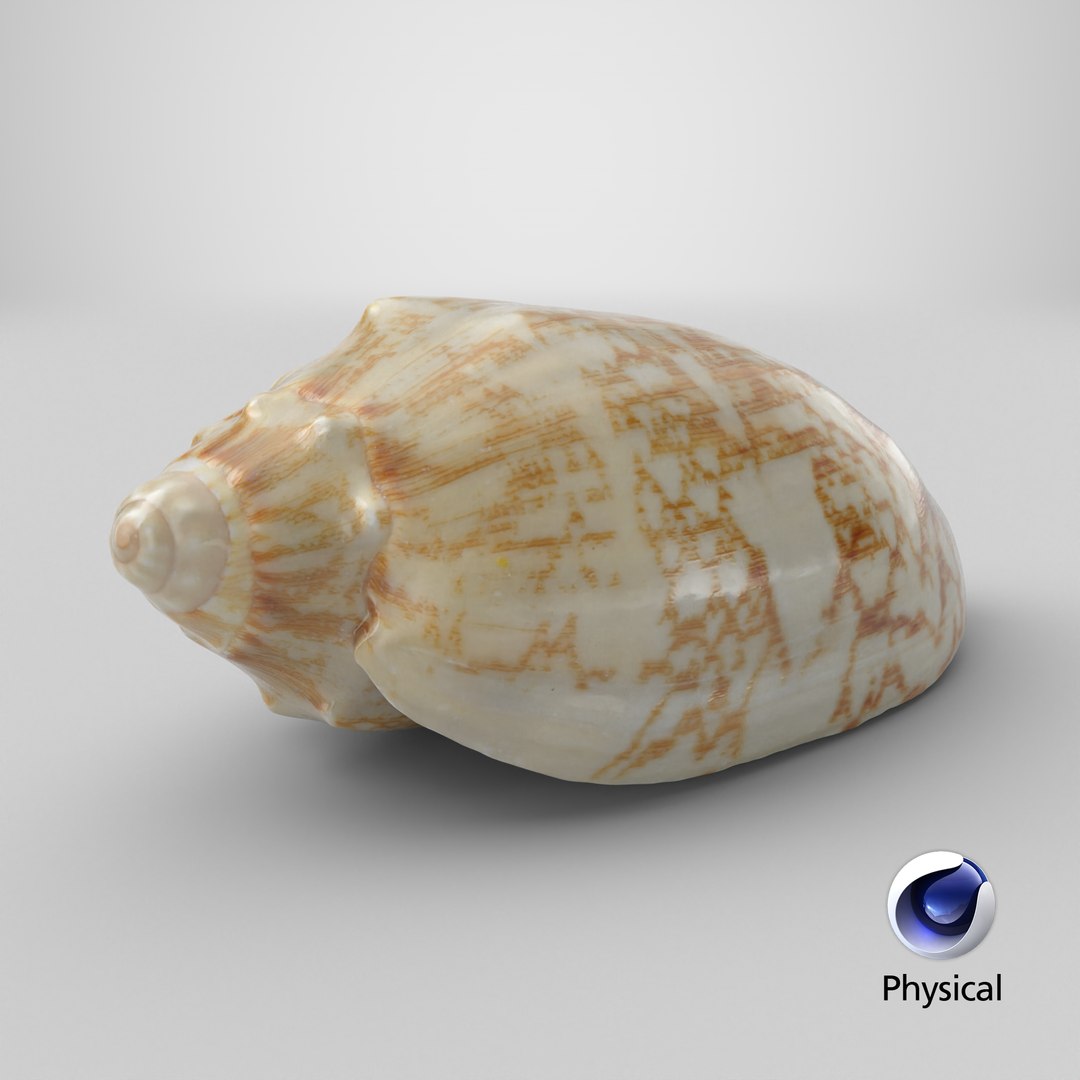 3D Cymbiola Mariaemma model https://p.turbosquid.com/ts-thumb/xq/TJY80R/bB/stemcell_cinema_4d_physical_render/png/1729692120/1920x1080/fit_q87/f0834f5a1d7fef47e877d647b287614fbe0c1a5d/stemcell_cinema_4d_physical_render.jpg