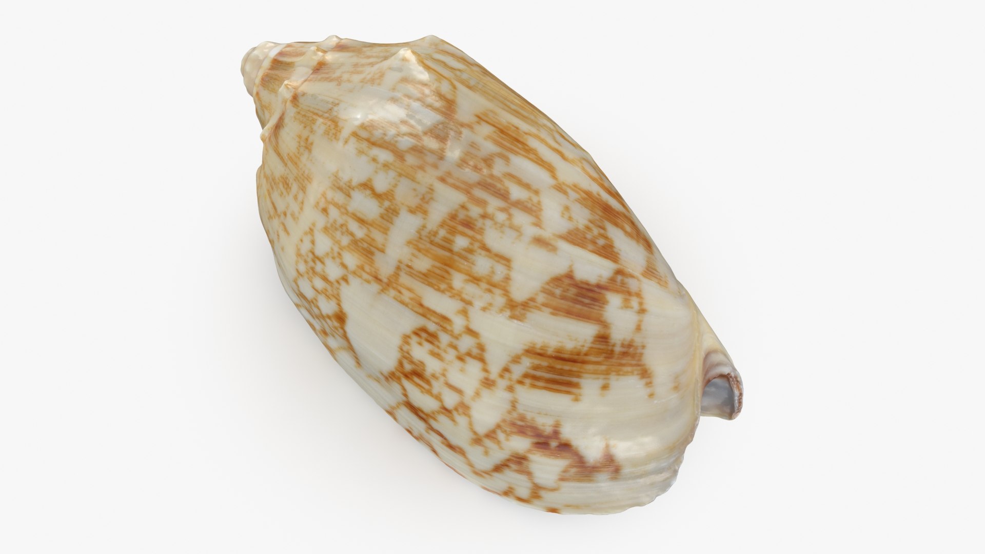 3D Cymbiola Mariaemma model https://p.turbosquid.com/ts-thumb/xq/TJY80R/gB/cymbiolamariaemma_b0012/jpg/1728761255/1920x1080/fit_q87/5be6114aba1e19eaa2381e1c5938e6d6873cec0a/cymbiolamariaemma_b0012.jpg