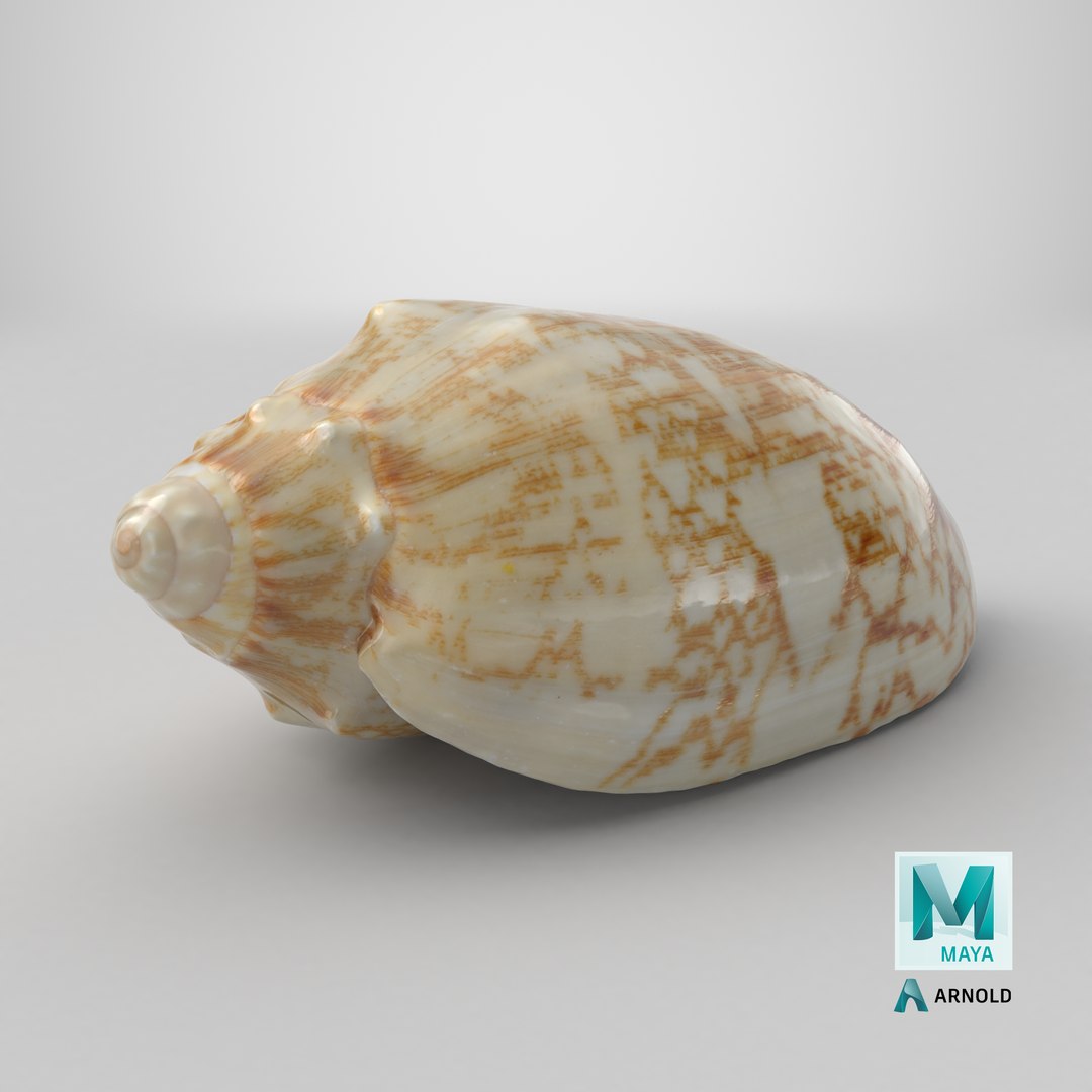 3D Cymbiola Mariaemma model https://p.turbosquid.com/ts-thumb/xq/TJY80R/se/stemcell_maya_arnold_render/png/1729692110/1920x1080/fit_q87/aee13b236f0d2cfb6befe85cb057a9c8728309e9/stemcell_maya_arnold_render.jpg