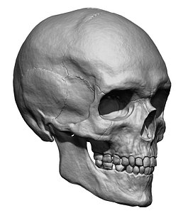 human skull head 3D model