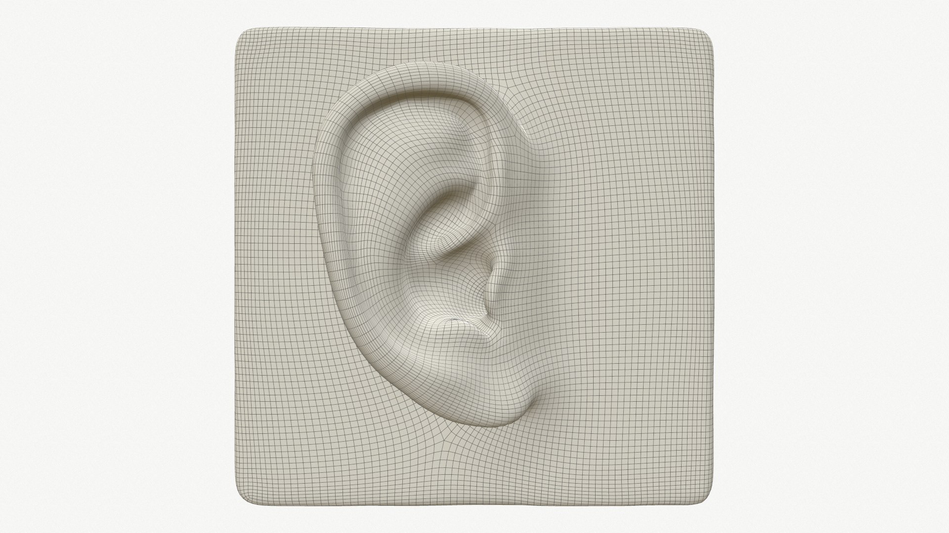 ear 3D model https://p.turbosquid.com/ts-thumb/xq/TvAXsI/H75ZSzNi/screenshot002/png/1568574845/1920x1080/fit_q87/e761f6fbc6ee757a5634dfec3be9c928fecdea18/screenshot002.jpg