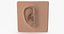 Oreille