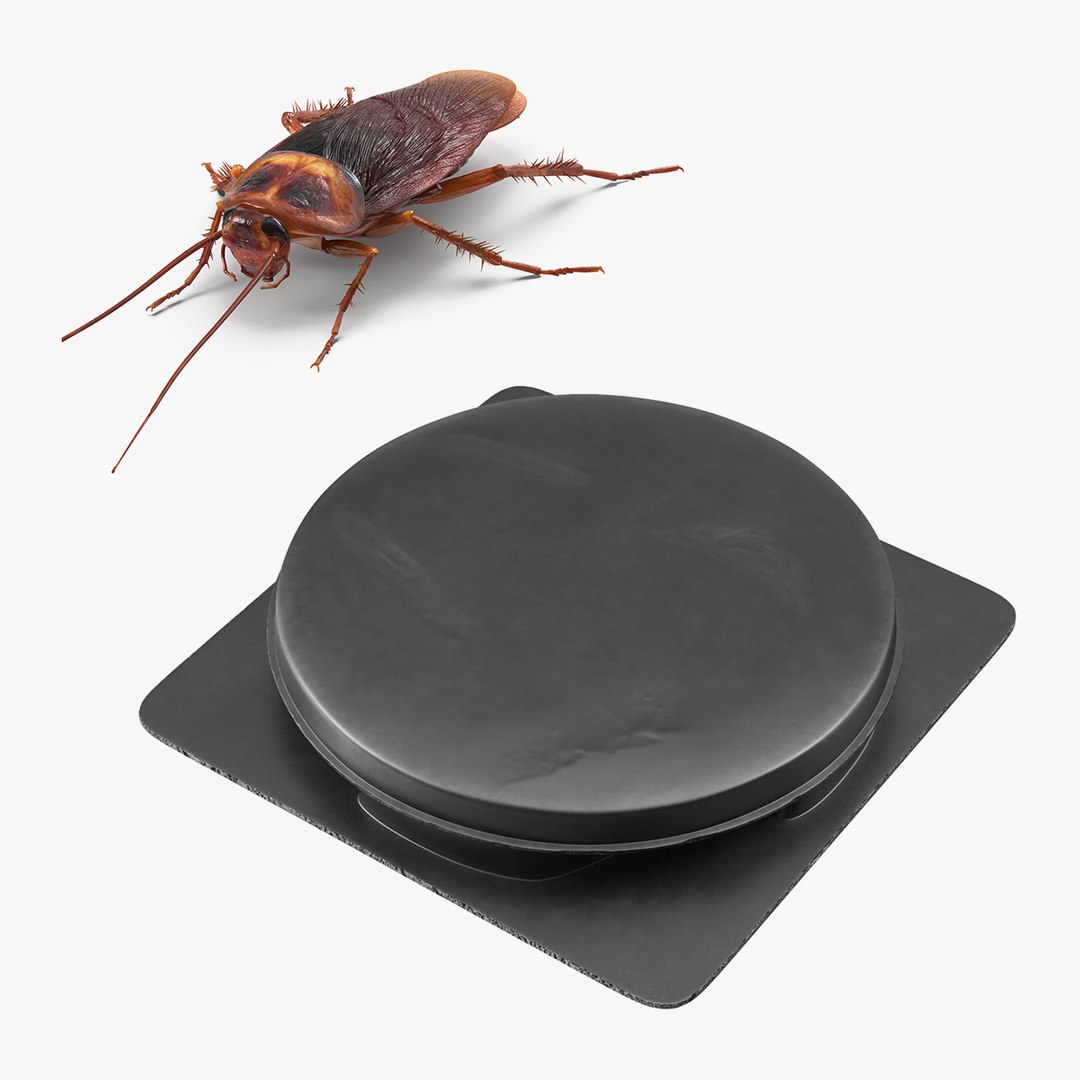 Rigged Cockroach with Bait Collection 3D model preview
