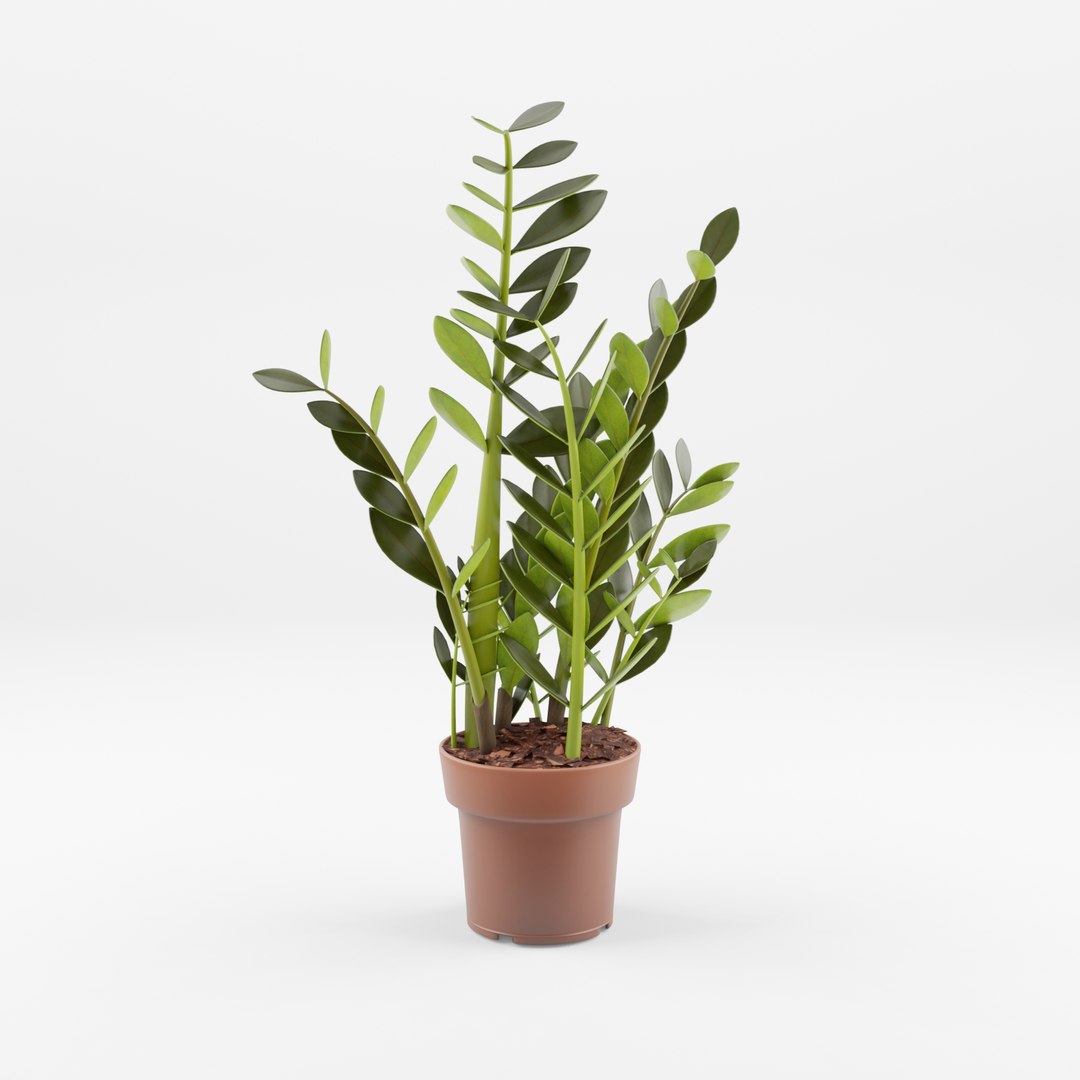 Collection Of 6 Indoor Plants - 2 Model - TurboSquid 2252995