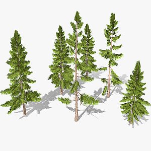 Spruce Tree model