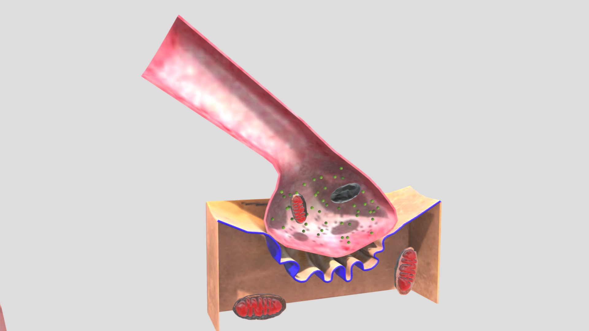 3D Model Neuromuscular Junction - TurboSquid 2409320