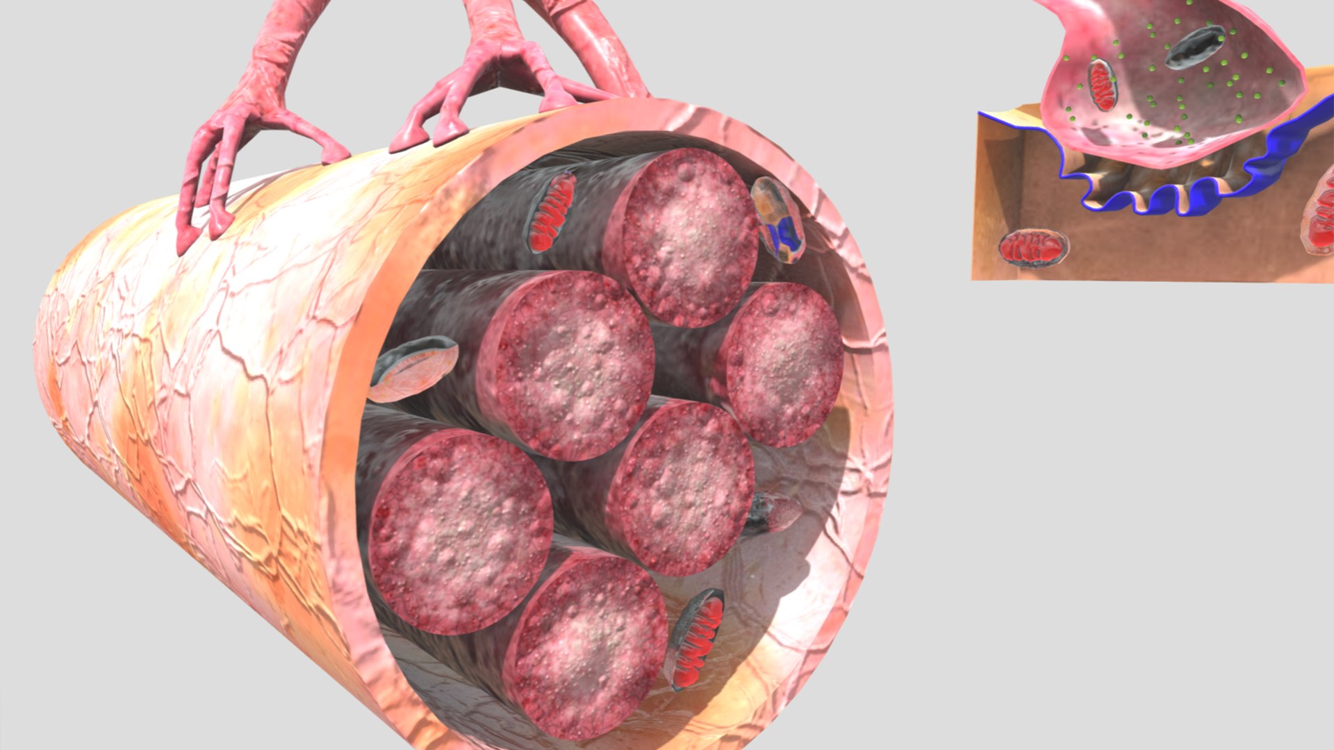 3D Model Neuromuscular Junction - TurboSquid 2409320