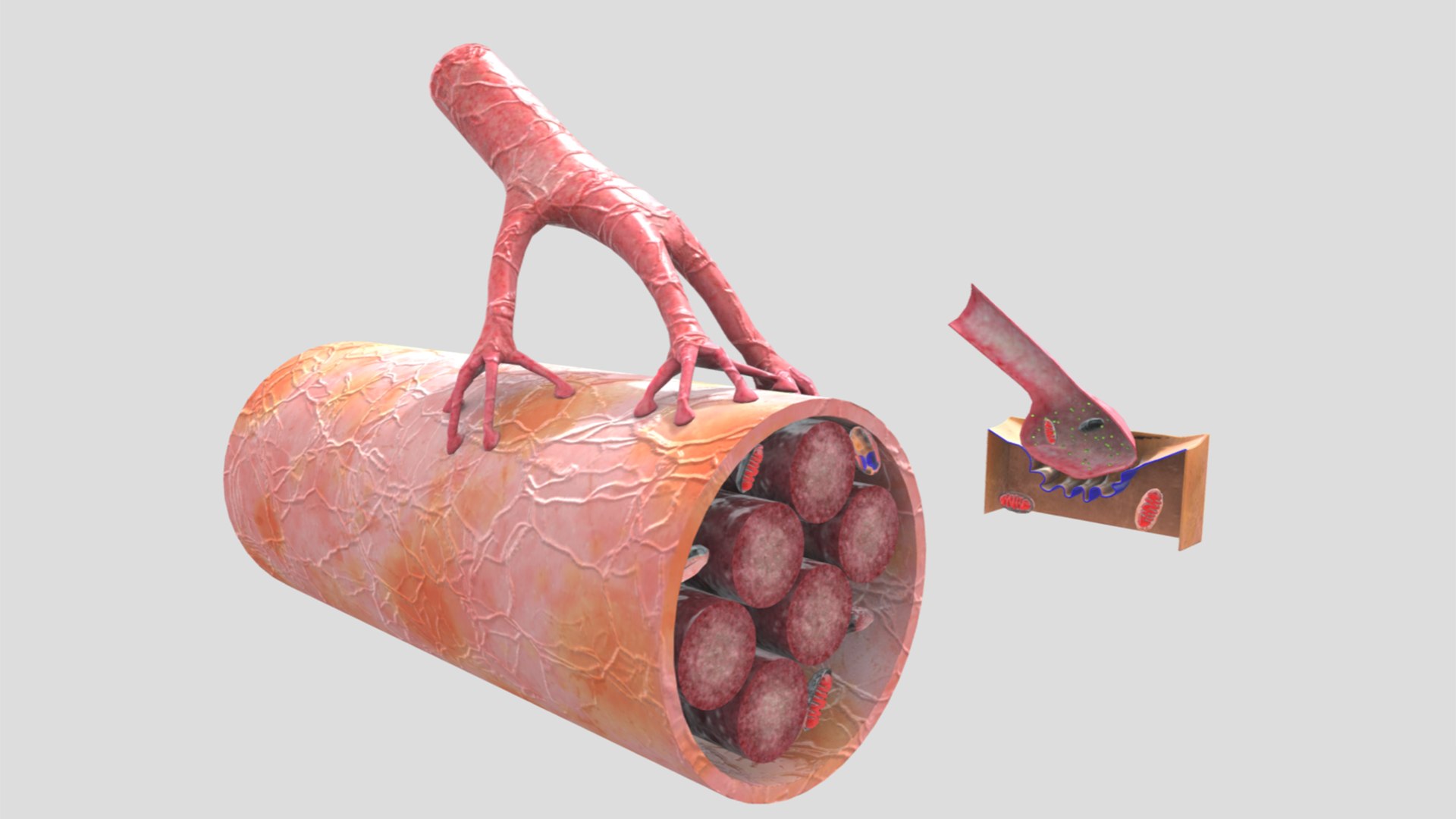 3D Model Neuromuscular Junction - TurboSquid 2409320