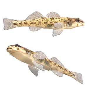 Tessellated Darter fish