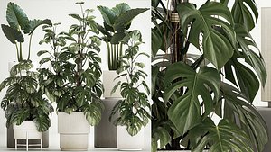 3D Plants for decoration in pots of monstera and alocasia 1218 model