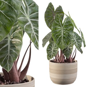 Alocasia pink dragon in the wooden pot