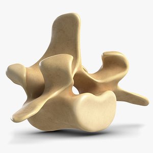 Spine Bone 1