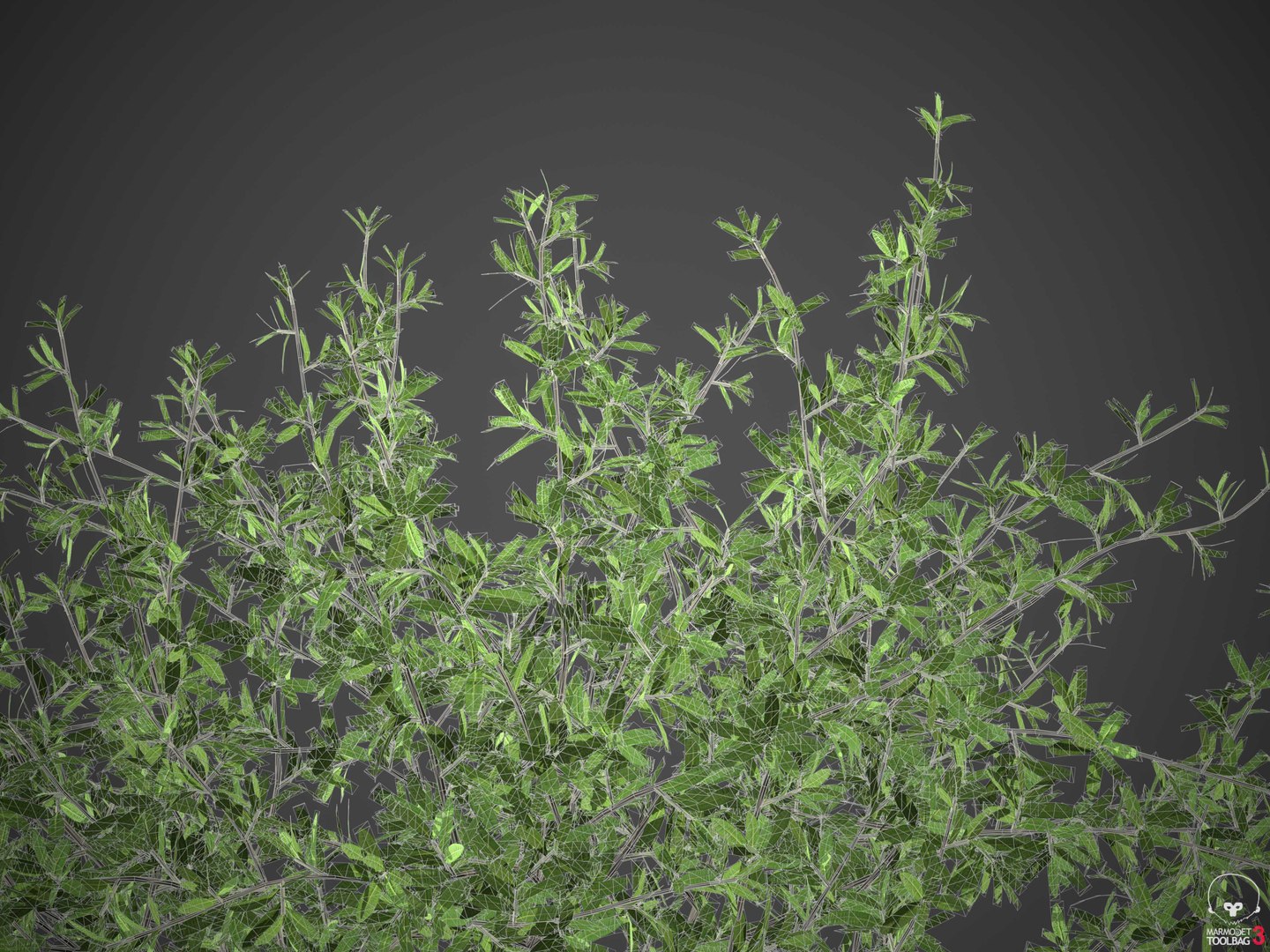 XfrogPlants Beech Creeper - Ernodea Littoralis 3D https://p.turbosquid.com/ts-thumb/xr/LS9GBj/CT/wireframe2/jpg/1620332566/1920x1080/fit_q87/a7cde35a1fe8243388e7a097edd8b779b838f590/wireframe2.jpg