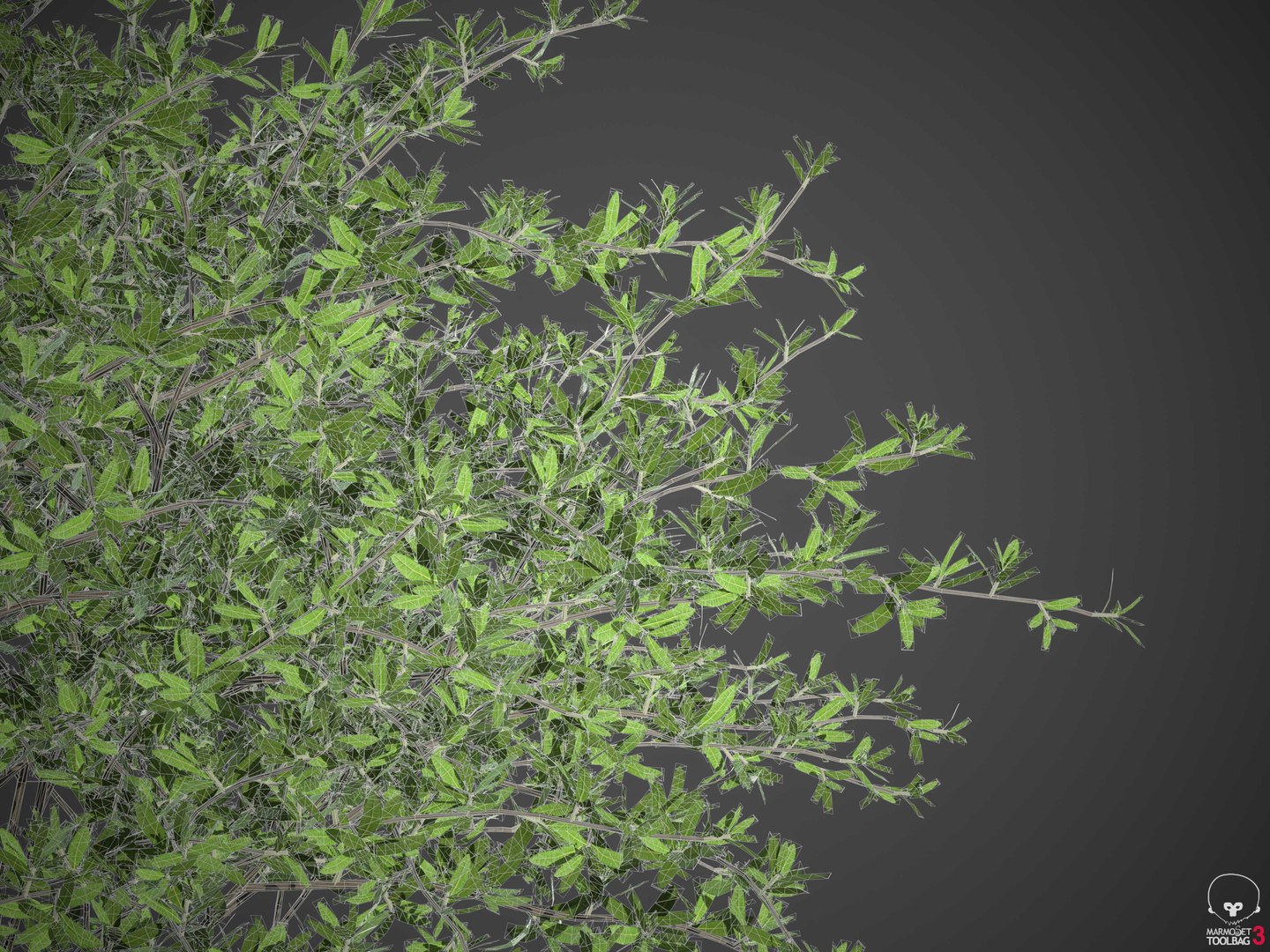 XfrogPlants Beech Creeper - Ernodea Littoralis 3D https://p.turbosquid.com/ts-thumb/xr/LS9GBj/Y1/wireframe3/jpg/1620332567/1920x1080/fit_q87/8994ab53b009a336e4f025f36d936771b446d93f/wireframe3.jpg