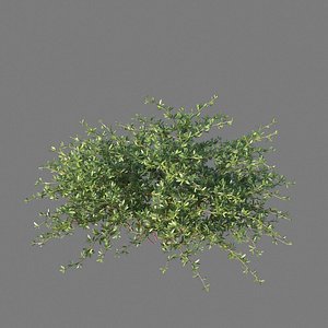 XfrogPlants Beech Creeper - Ernodea Littoralis 3D