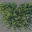XfrogPlants Beech Creeper - Ernodea Littoralis 3D