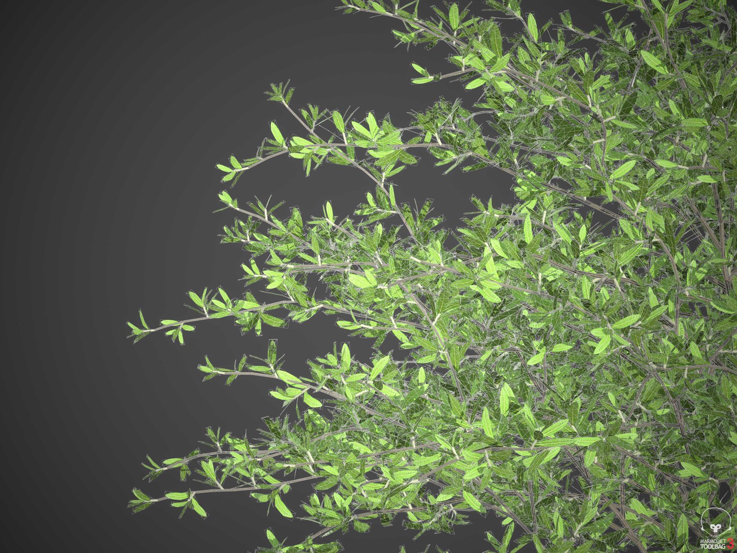 XfrogPlants Beech Creeper - Ernodea Littoralis 3D https://p.turbosquid.com/ts-thumb/xr/LS9GBj/mf/wireframe/jpg/1620332567/1920x1080/fit_q87/ebe4fe609cc718a6275b7743dde18a78095f82d7/wireframe.jpg