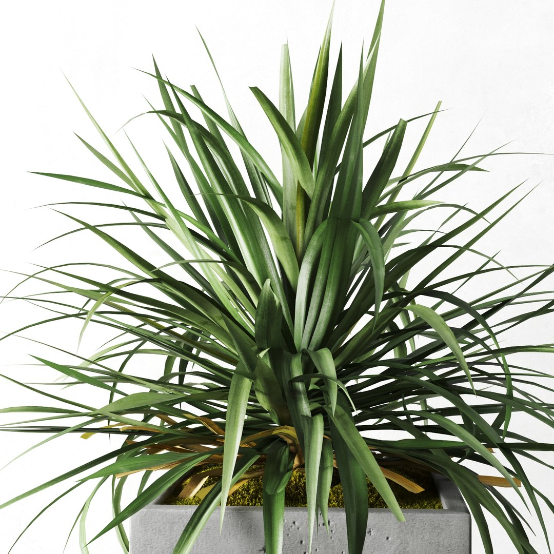 3D outdoor plants set pottery barn model https://p.turbosquid.com/ts-thumb/xr/QKGcRy/FANhwUPc/preview_04/jpg/1596106586/1920x1080/fit_q87/e3e45e4d5acc0bcdea6e42b6e37c479e6cf3a38e/preview_04.jpg