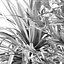 Outdoor Plants Set In Pottery Barn Planters