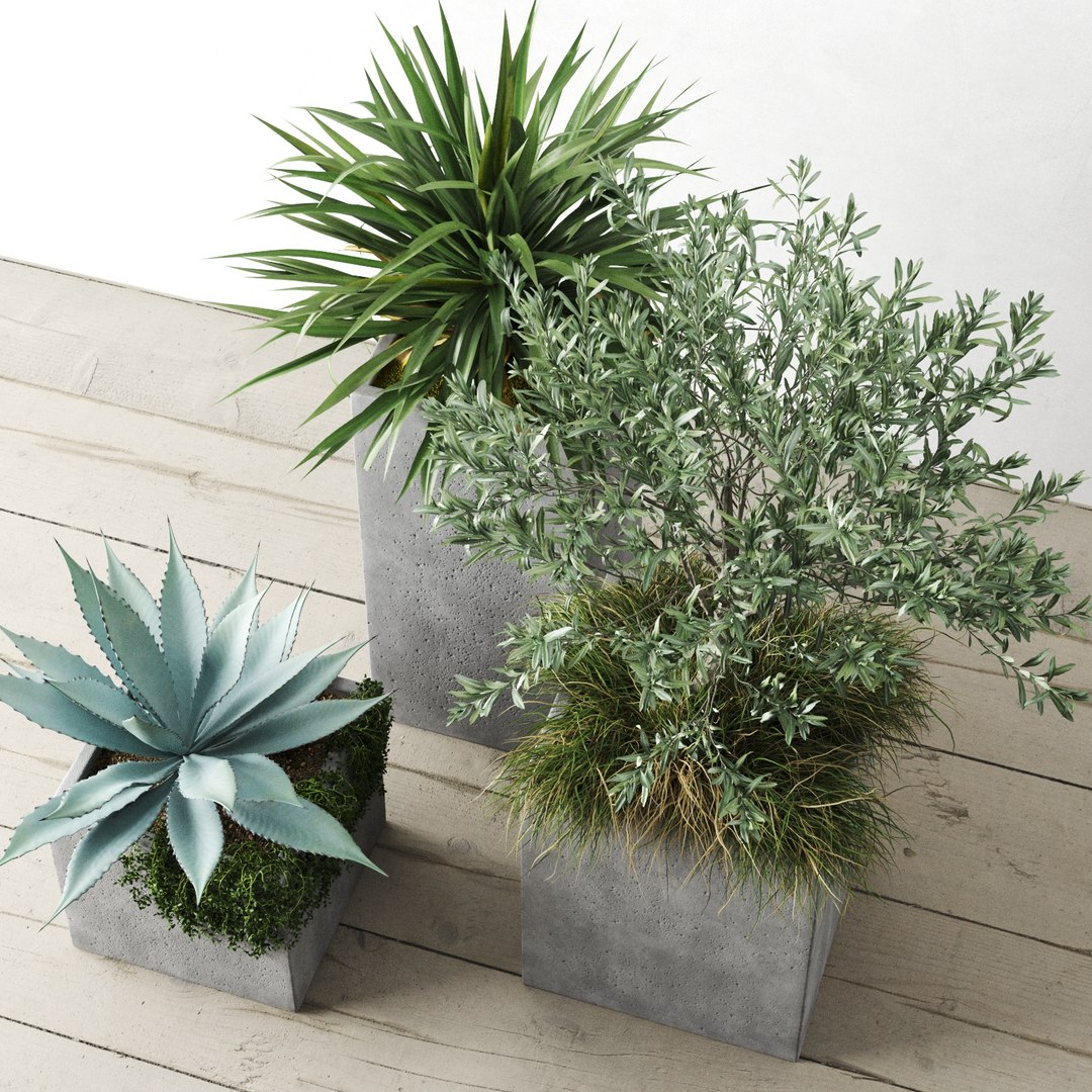 3D outdoor plants set pottery barn model https://p.turbosquid.com/ts-thumb/xr/QKGcRy/ma83tzcJ/preview_07/jpg/1596106587/1920x1080/fit_q87/9fd81a1c628e6198aefbe723c47de05b77ceb964/preview_07.jpg