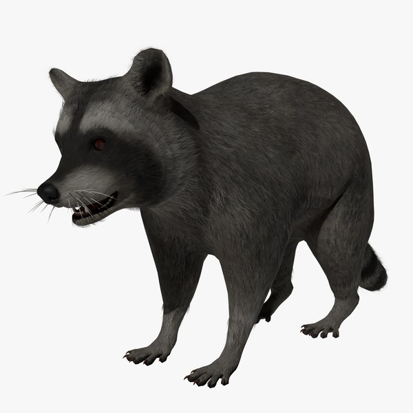 modelo 3d Mapache - TurboSquid 2151797