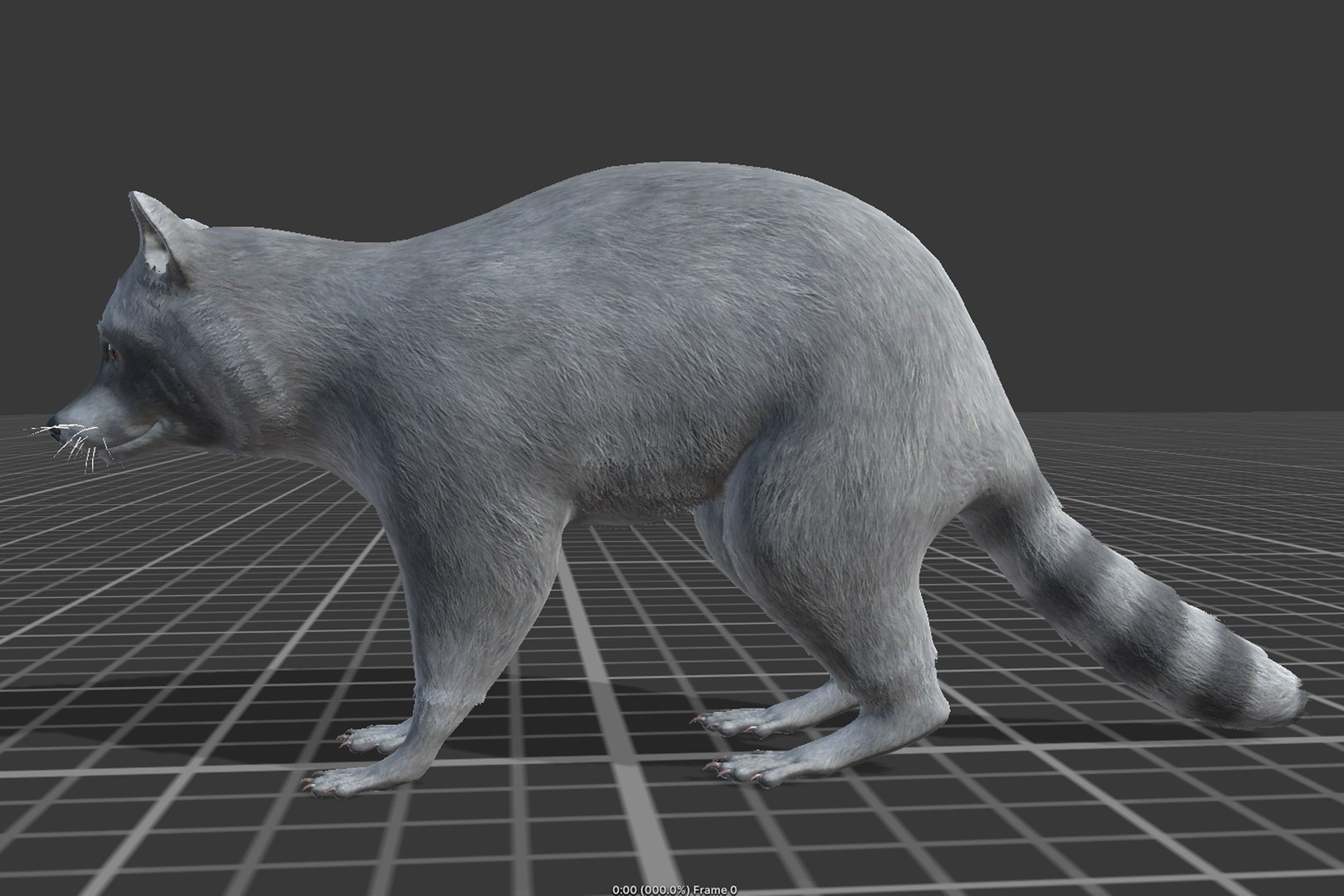 Raccoon 3D Model - TurboSquid 2151797