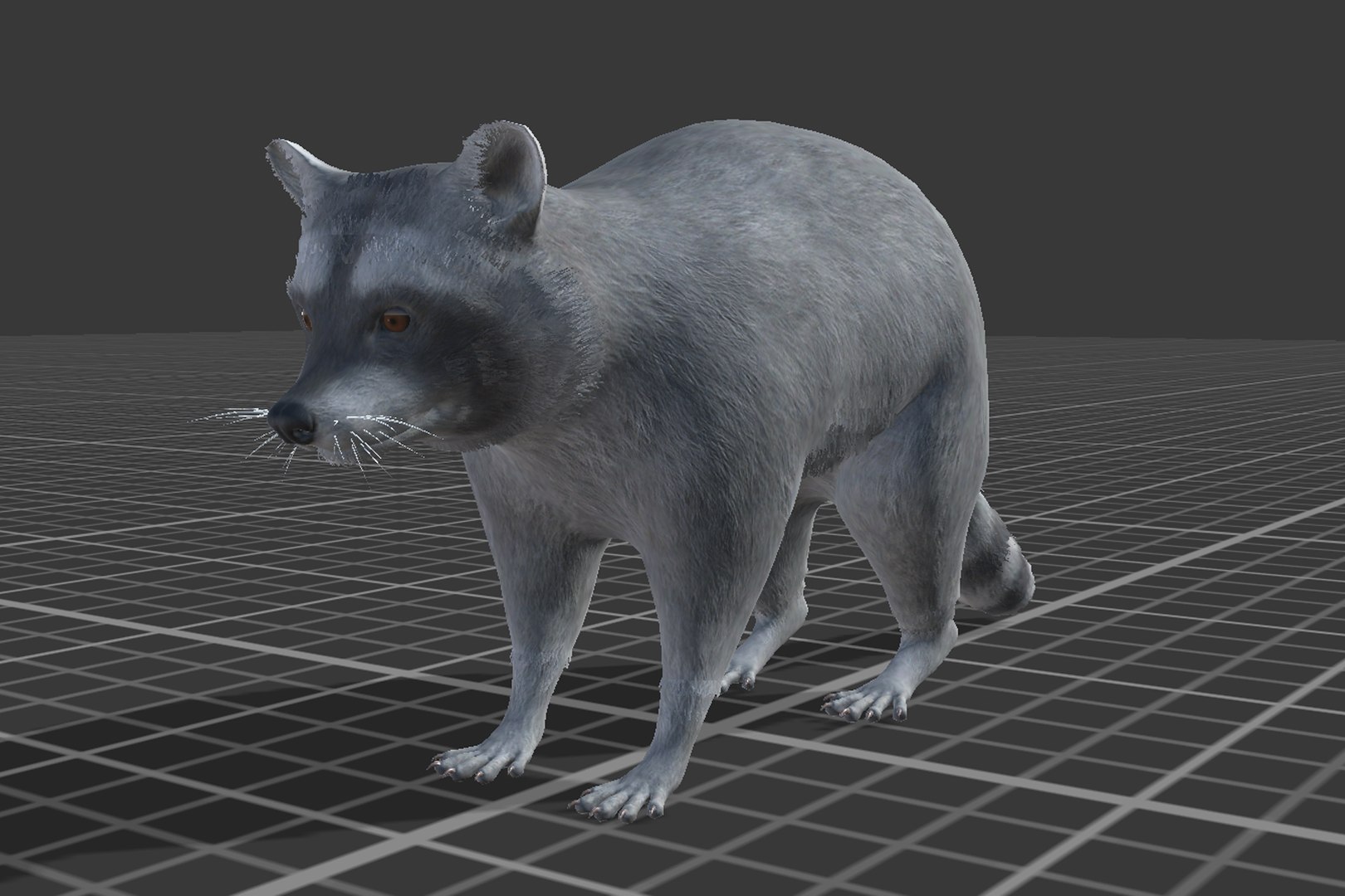 Raccoon 3D Model - TurboSquid 2151797