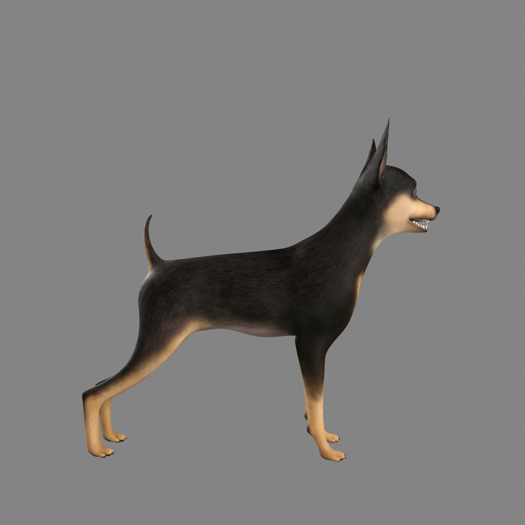 max miniature pinscher dog https://p.turbosquid.com/ts-thumb/xr/dorQOl/6qVwC9oc/0000/jpg/1430929672/1920x1080/turn_fit_q99/8100e6441a3b8d4da4826cd736d54b8ddb97f202/0000-1.jpg