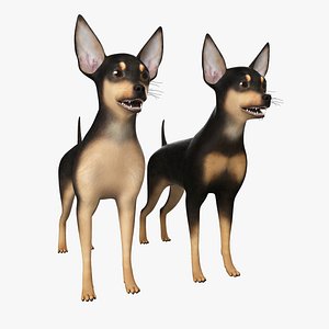 max miniature pinscher dog