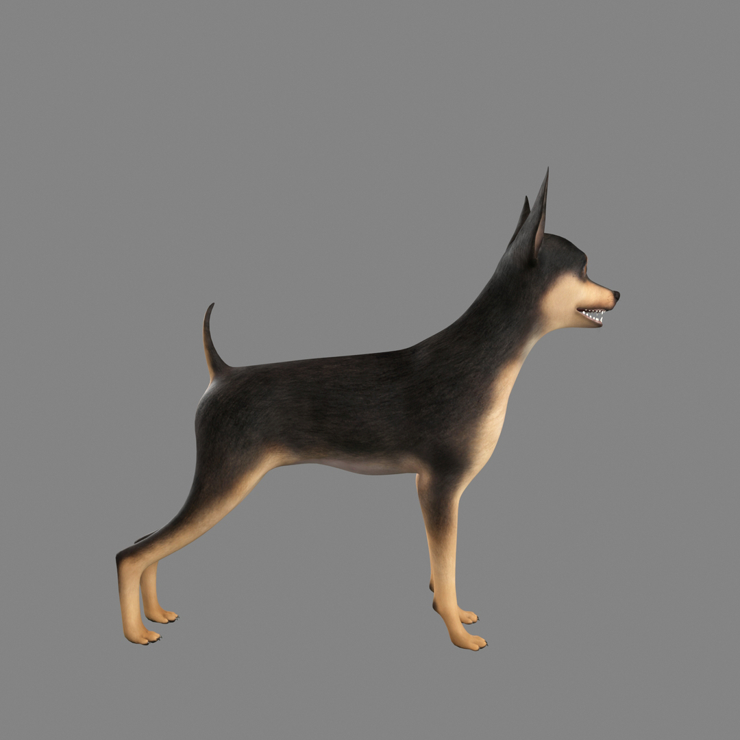 max miniature pinscher dog https://p.turbosquid.com/ts-thumb/xr/dorQOl/rb2sQXSI/0000/jpg/1430949878/1920x1080/turn_fit_q99/3c2e6b5b5c89e9d46b6942de9f64cdf9b7ffca25/0000-1.jpg