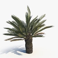 Cycad BroodBoom C