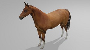 Brown Horse Obj Fbx 3D model