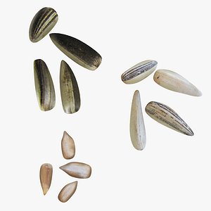 3D sunflower seeds model