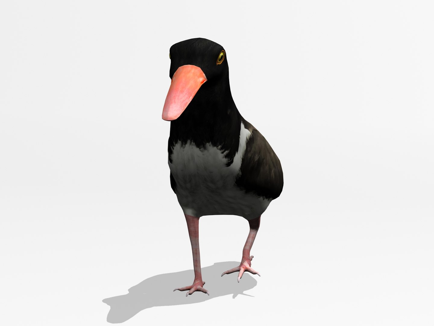 3d model of american oystercatcher