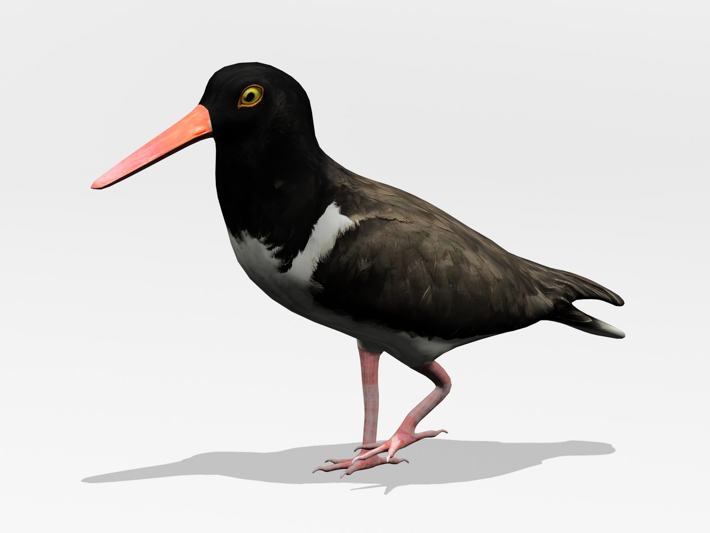 3d model of american oystercatcher