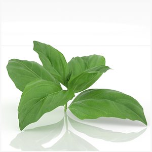 3D basil plant spice leaf