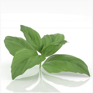 Basil spice herb decor meat advertising