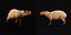 3D Capybara model