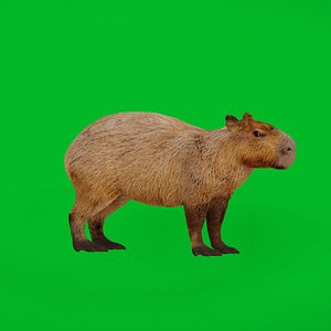 3D Capybara model