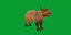 3D Capybara model
