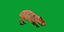 3D Capybara model