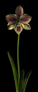 max plant flower