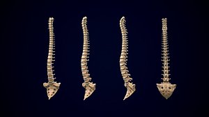 spine middle poly
