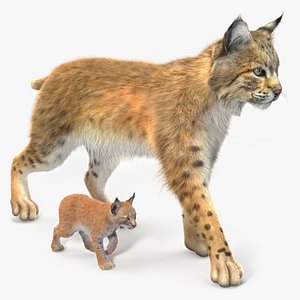 Lynx Mother and Cub Walking Fur