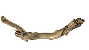 branch rotten wood 26