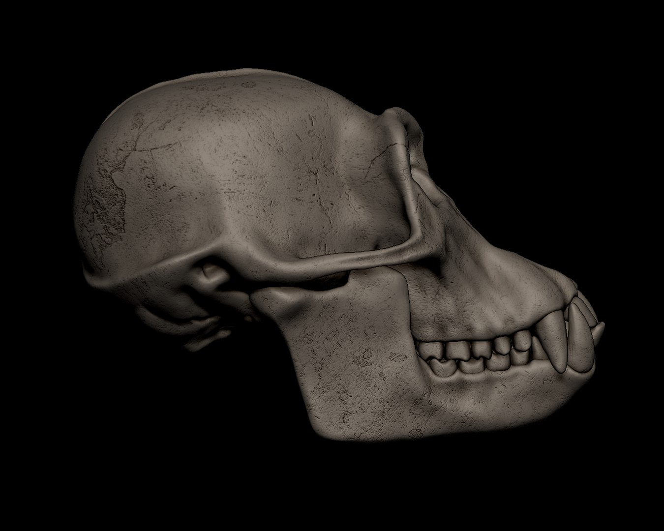 3D Chimpanzee Skull https://p.turbosquid.com/ts-thumb/xs/kEHXjd/EL/12/png/1745151455/1920x1080/fit_q87/b703e88a281b5cd1a053c1c4c39b5f2ee636f4e6/12.jpg