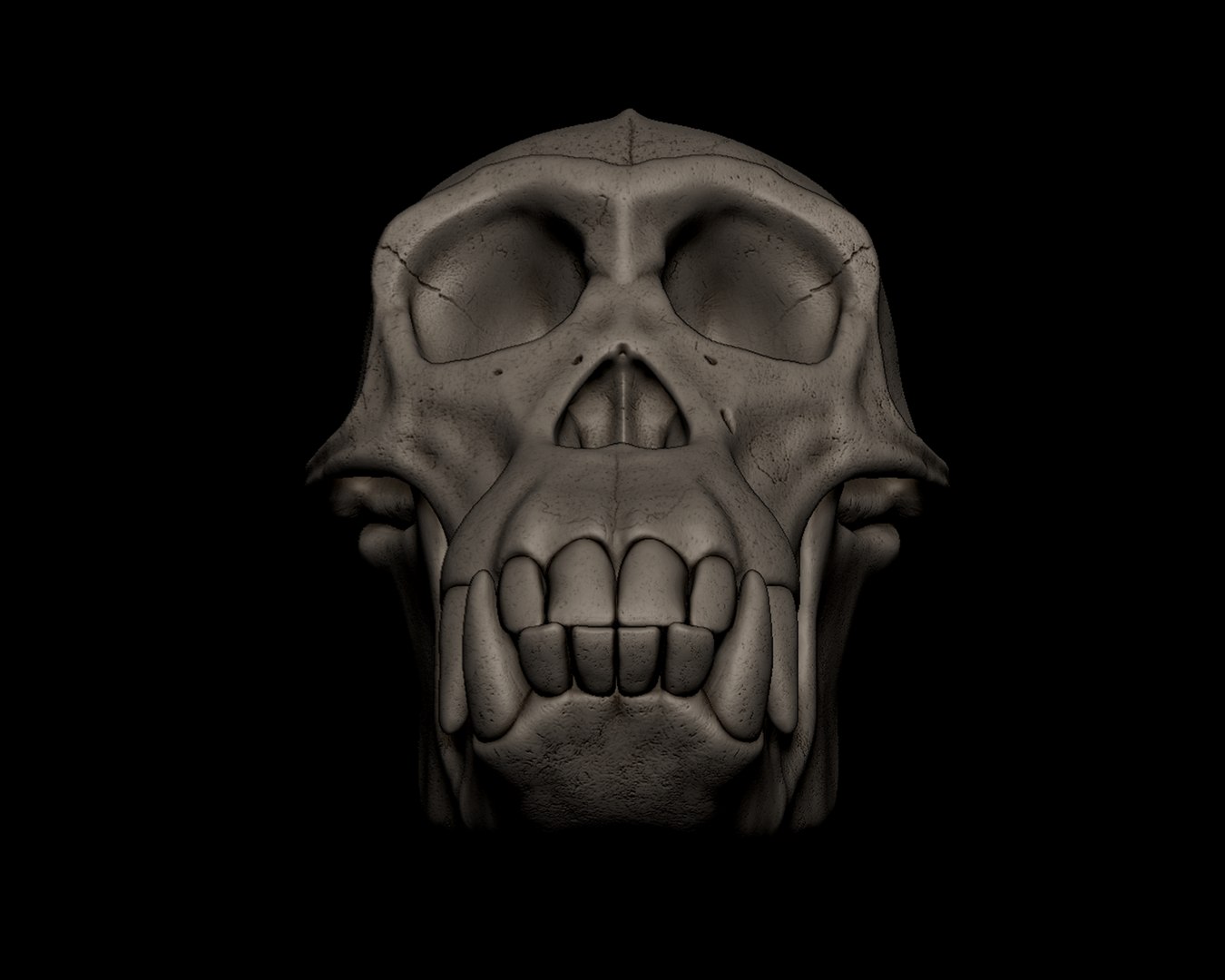 3D Chimpanzee Skull https://p.turbosquid.com/ts-thumb/xs/kEHXjd/WP/33/png/1745151460/1920x1080/fit_q87/729b5623562ed61a294ea3743b0c823db7203727/33.jpg