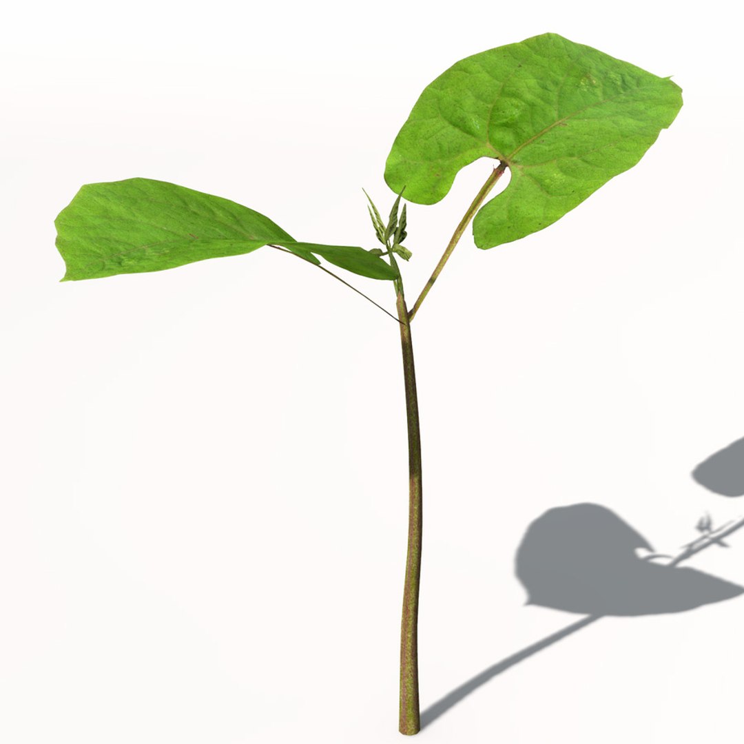 xfrogplants bean plant 3d max https://p.turbosquid.com/ts-thumb/xs/pmK3lp/8i77TUKL/hg16bean1/jpg/1462561456/1920x1080/fit_q87/e0c907310105f1d8d79060da6f287c0f034a7806/hg16bean1.jpg