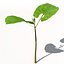 XfrogPlants Bean