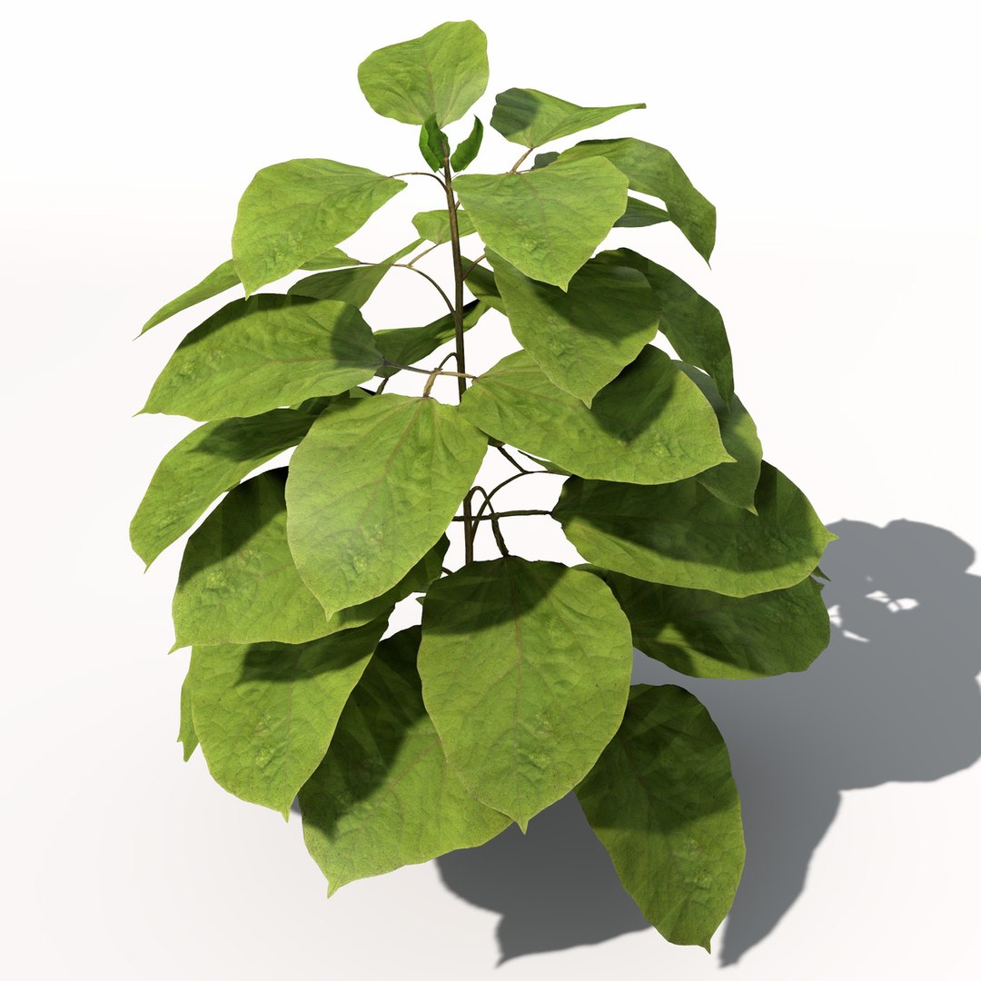 xfrogplants bean plant 3d max https://p.turbosquid.com/ts-thumb/xs/pmK3lp/C2Ly0Odh/hg16bean4/jpg/1462561456/1920x1080/fit_q87/c41d826f6ead19df9c4b77e1ba3937223e197393/hg16bean4.jpg